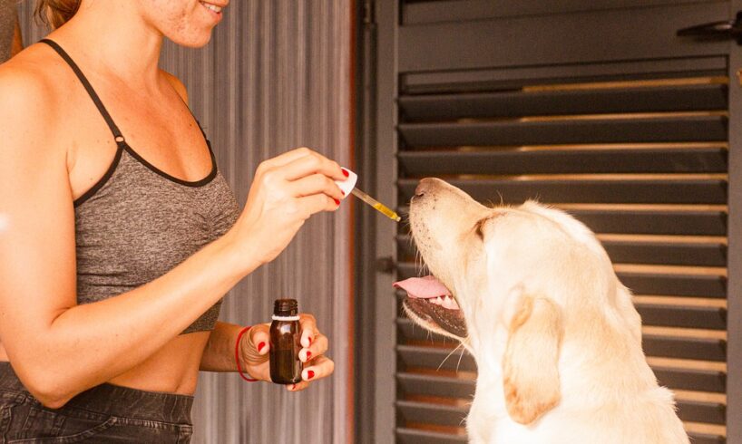 CBD oil for pets